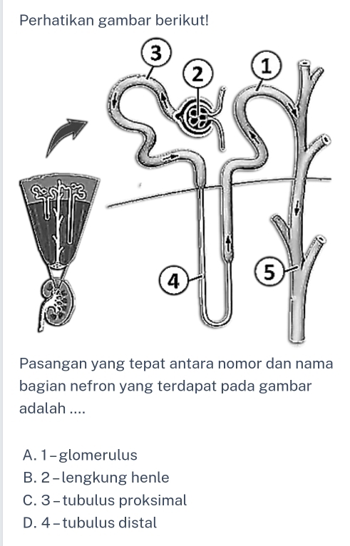 Perhatikan gambar berikut!
Pasangan yang tepat antara nomor dan nama
bagian nefron yang terdapat pada gambar
adalah ....
A. 1 -glomerulus
B. 2 -lengkung henle
C. 3 - tubulus proksimal
D. 4 - tubulus distal