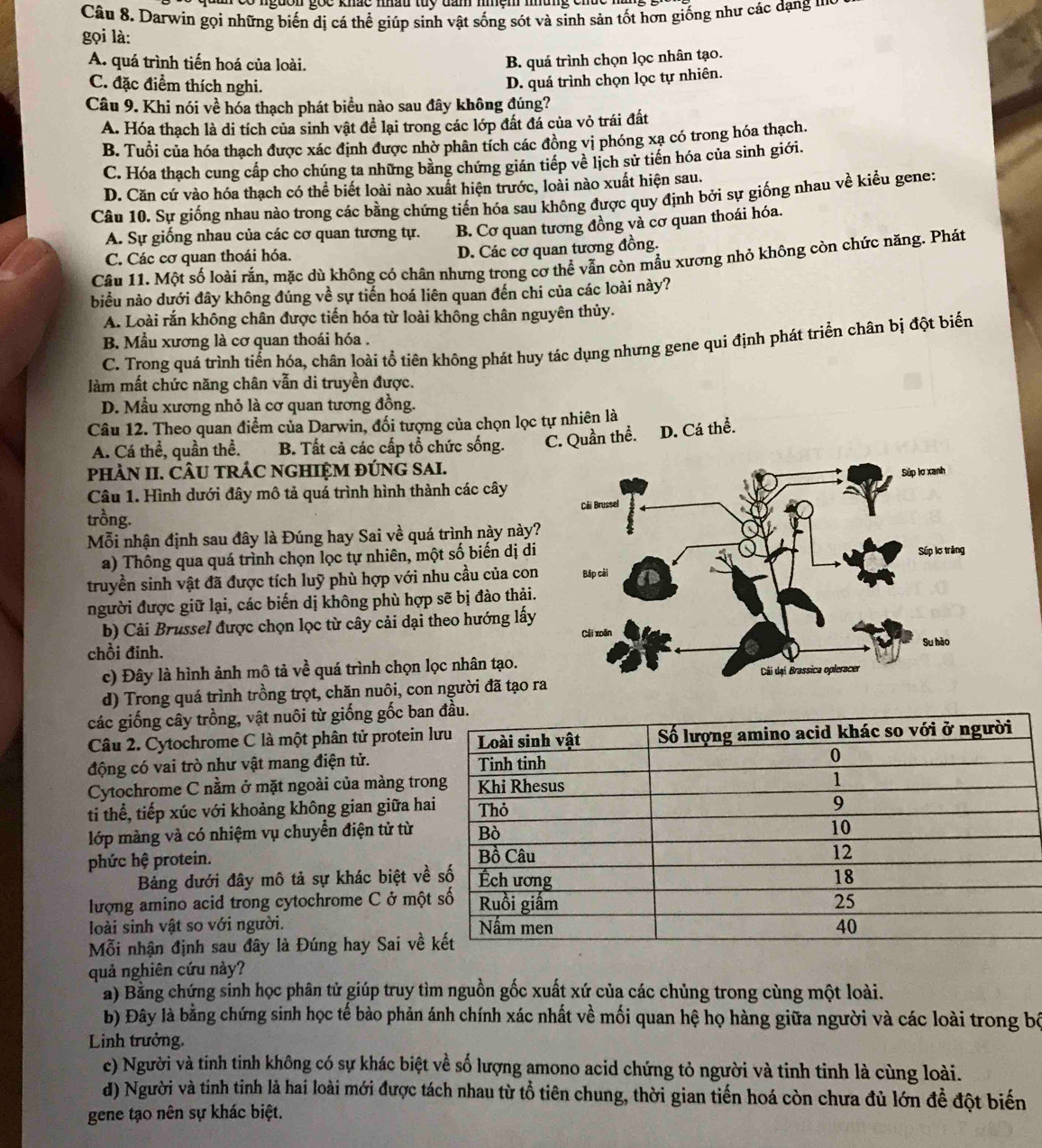 Darwin gọi những biến dị cá thể giúp sinh vật sống sót và sinh sản tốt hơn giống như các dạng '''
gọi là:
A. quá trình tiến hoá của loài.
B. quá trình chọn lọc nhân tạo.
C. đặc điểm thích nghi.
D. quá trình chọn lọc tự nhiên.
Câu 9. Khi nói về hóa thạch phát biều nào sau đây không đúng?
A. Hóa thạch là di tích của sinh vật để lại trong các lớp đất đá của vỏ trái đất
B. Tuổi của hóa thạch được xác định được nhờ phân tích các đồng vị phóng xạ có trong hóa thạch.
C. Hóa thạch cung cấp cho chúng ta những bằng chứng gián tiếp về lịch sử tiến hóa của sinh giới.
D. Căn cứ vào hóa thạch có thể biết loài nào xuất hiện trước, loài nào xuất hiện sau.
Câu 10. Sự giống nhau nào trong các bằng chứng tiến hóa sau không được quy định bởi sự giống nhau về kiểu gene:
A. Sự giống nhau của các cơ quan tương tự. B. Cơ quan tương đồng và cơ quan thoái hóa.
C. Các cơ quan thoái hóa. D. Các cơ quan tương đồng.
Câu 11. Một số loài rắn, mặc dù không có chân nhưng trong cơ thể vẫn còn mẫu xương nhỏ không còn chức năng. Phát
biểu nào dưới đây không đúng về sự tiến hoá liên quan đến chi của các loài này?
A. Loài rắn không chân được tiến hóa từ loài không chân nguyên thủy.
B. Mẫu xương là cơ quan thoái hóa .
C. Trong quá trình tiến hóa, chân loài tổ tiên không phát huy tác dụng nhưng gene qui định phát triển chân bị đột biến
làm mất chức năng chân vẫn di truyền được.
D. Mẫu xương nhỏ là cơ quan tương đồng.
Câu 12. Theo quan điểm của Darwin, đối tượng của chọn lọc tự nhiên là
A. Cá thể, quần thể. B. Tất cả các cấp tổ chức sống. C. Quần thể. D. Cá thể.
pHÀN II. CÂU TRÁC NGHIỆM ĐÚNG SAI.
Câu 1. Hình dưới đây mô tả quá trình hình thành các cây
trồng. 
Mỗi nhận định sau đây là Đúng hay Sai về quá trình này này?
a) Thông qua quá trình chọn lọc tự nhiên, một số biến dị di
truyền sinh vật đã được tích luỹ phù hợp với nhu cầu của con
người được giữ lại, các biến dị không phù hợp sẽ bị đào thải.
b) Cải Brussel được chọn lọc từ cây cải dại theo hướng lấy
chồi đinh. 
c) Đây là hình ảnh mô tả về quá trình chọn lọc nhân tạo.
d) Trong quá trình trồng trọt, chăn nuôi, con người đã tạo ra
các giống cây trồng, vật nuôi từ giống gốc ba
Câu 2. Cytochrome C là một phân tử protein
động có vai trò như vật mang điện tử. 
Cytochrome C nằm ở mặt ngoài của màng tro
ti thể, tiếp xúc với khoảng không gian giữa ha
lớp màng và có nhiệm vụ chuyển điện tử từ
phức hệ protein. 
Bảng dưới đây mô tả sự khác biệt v
lượng amino acid trong cytochrome C ở mộ
loài sinh vật so với người. 
Mỗi nhận định sau đây là Đúng hay Sai về
quả nghiên cứu này?
a) Bằng chứng sinh học phân tử giúp truy tìm nguồn gốc xuất xứ của các chủng trong cùng một loài.
b) Đây là bằng chứng sinh học tế bào phản ánh chính xác nhất về mối quan hệ họ hàng giữa người và các loài trong bộ
Linh trưởng.
c) Người và tinh tinh không có sự khác biệt về số lượng amono acid chứng tỏ người và tinh tinh là cùng loài.
d) Người và tinh tinh là hai loài mới được tách nhau từ tổ tiên chung, thời gian tiến hoá còn chưa đủ lớn để đột biến
gene tạo nên sự khác biệt.