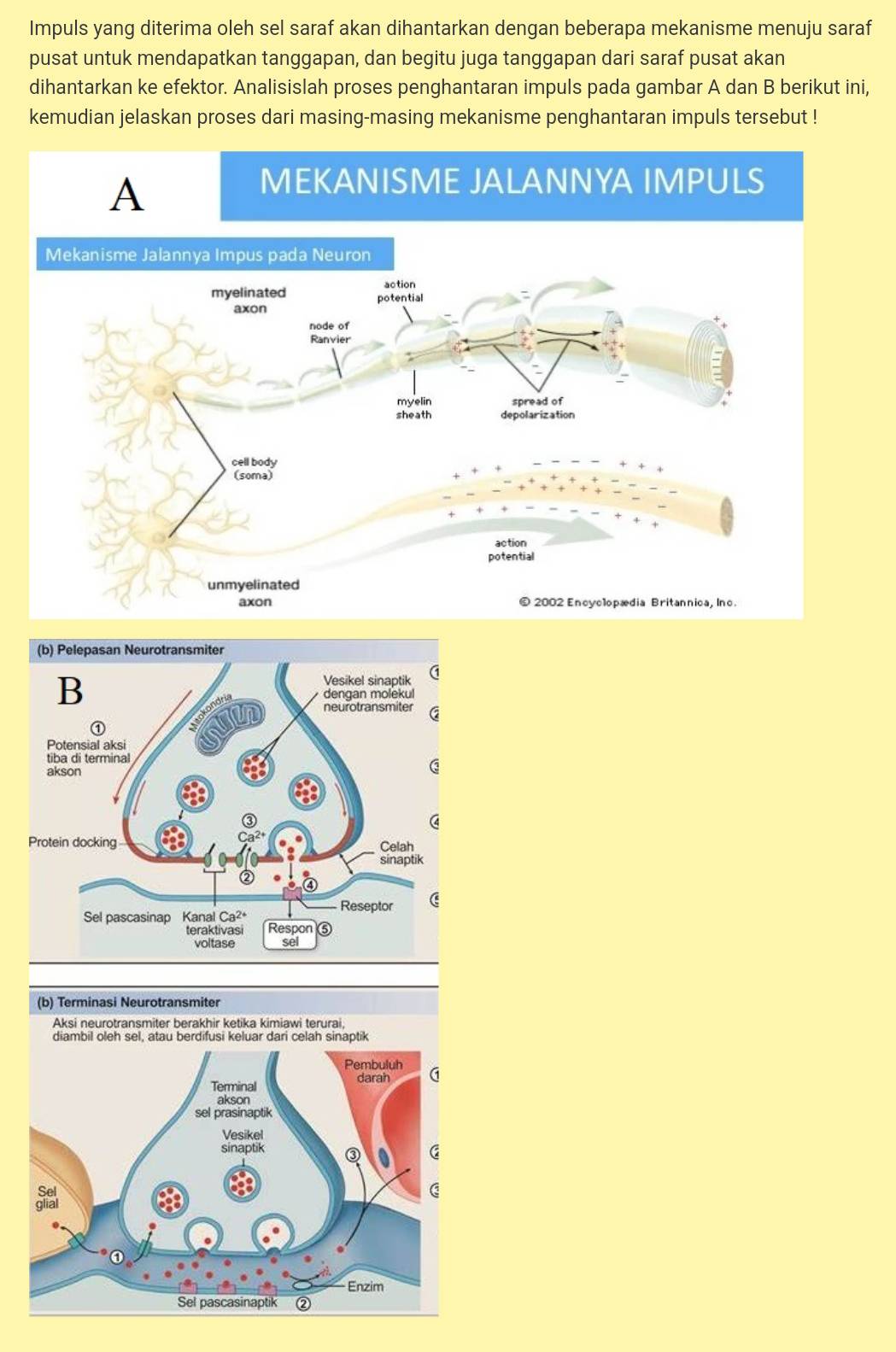 Impuls yang diterima oleh sel saraf akan dihantarkan dengan beberapa mekanisme menuju saraf 
pusat untuk mendapatkan tanggapan, dan begitu juga tanggapan dari saraf pusat akan 
dihantarkan ke efektor. Analisislah proses penghantaran impuls pada gambar A dan B berikut ini, 
kemudian jelaskan proses dari masing-masing mekanisme penghantaran impuls tersebut ! 
A 
MEKANISME JALANNYA IMPULS