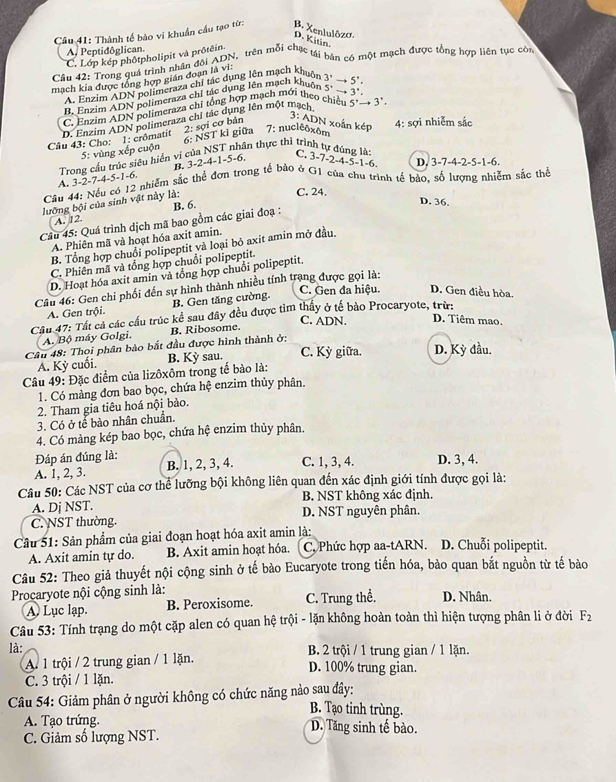 Thành tế bào vi khuẩn cầu tạo từ: B. Xenlulôzo.
D. Kitin.
A. Peptidôglican.
C. Lớp kép phốtpholipit và prôtêin.
Câu 42: Trong quá trình nhân đôi ADN, trên mỗi chạc tái bản có một mạch được tổng hợp liên tục còn
mạch kia được tổng hợp gián đoạn là vì:
A. Enzim ADN polimeraza chỉ tác dụng lên mạch khuôn
5'-  3'.
B. Enzim ADN polimeraza chỉ tác dụng lên mạch khuôn 3' → 5^,·
C. Enzim ADN polimeraza chi tổng hợp mạch mới theo chiều
D. Enzim ADN polimeraza chỉ tác dụng lên một mạch. 5^,to 3^,.
3: ADN xoắn kép 4: sợi nhiễm sắc
7 : nuclêôxôm
5: vùng xếp cuộn 6: NST kì giữa 2: sợi cơ bản
Câu 43: Cho: 1: crômatit
Trong cầu trúc siêu hiển vị của NST nhân thực thi trình tự đúng là:
A. 3-2-7-4-5-1-6 B. 3-2-4-1-5-6. C. 3-7-2-4-5-1-6. D. 3-7-4-2-5-1-6.
Câu 44: Nếu có 12 nhiễm sắc thể đơn trong tế bào ở G1 của chu trình tế bào, số lượng nhiễm sắc thể
D. 36.
lưỡng bội của sinh vật này là:
C. 24.
A. 12 B. 6.
Câu 45: Quá trình dịch mã bao gồm các giai đoạ :
A. Phiên mã và hoạt hóa axit amin.
B. Tổng hợp chuổi polipeptit và loại bỏ axit amin mở đầu.
C. Phiên mã và tổng hợp chuổi polipeptit.
D. Hoạt hóa axit amin và tổng hợp chuồi polipeptit.
Câu 46: Gen chi phối đến sự hình thành nhiều tính trang được gọi là:
A. Gen trội. B. Gen tăng cường.
C. Gen đa hiệu. D. Gen điều hòa.
Cầu 47: Tất cả các cầu trúc kể sau đây đều được tìm thấy ở tế bào Procaryote, trừ:
C. ADN. D. Tiêm mao.
A. Bộ máy Golgi. B. Ribosome.
Câu 48: Thọi phân bào bắt đầu được hình thành ở:
A. Kỳ cuối. B. Kỳ sau. C. Kỳ giữa. D. Kỳ đầu.
Câu 49: Đặc điểm của lizôxôm trong tế bào là:
1. Có màng đơn bao bọc, chứa hệ enzim thủy phân.
2. Tham gia tiêu hoá nội bào.
3. Có ở tế bào nhân chuẩn.
4. Có màng kép bao bọc, chứa hệ enzim thủy phân.
Đáp án đúng là: D. 3, 4.
A. 1, 2, 3. B. 1, 2, 3, 4. C. 1, 3, 4.
Câu 50: Các NST của cơ thể lưỡng bội không liên quan đến xác định giới tính được gọi là:
A. Dị NST. B. NST không xác định.
C. NST thường. D. NST nguyên phân.
Câu 51: Sản phầm của giai đoạn hoạt hóa axit amin là:
A. Axit amin tự do. B. Axit amin hoạt hóa. C. Phức hợp aa-tARN. D. Chuỗi polipeptit.
Câu 52: Theo giả thuyết nội cộng sinh ở tế bào Eucaryote trong tiến hóa, bào quan bắt nguồn từ tế bào
Procaryote nội cộng sinh là: D. Nhân.
A. Lục lạp. B. Peroxisome. C. Trung thể.
Câu 53: Tính trạng do một cặp alen có quan hệ trội - lặn không hoàn toàn thì hiện tượng phân li ở đời F_2
là: B. 2 trội / 1 trung gian / 1 lặn.
A. 1 trội / 2 trung gian / 1 lặn. D. 100% trung gian.
C. 3 trội / 1 lặn.
Câu 54: Giảm phân ở người không có chức năng nào sau đầy:
B. Tạo tinh trùng.
A. Tạo trứng. D. Tăng sinh tế bào.
C. Giảm số lượng NST.