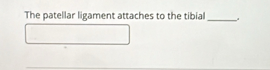 The patellar ligament attaches to the tibial _.