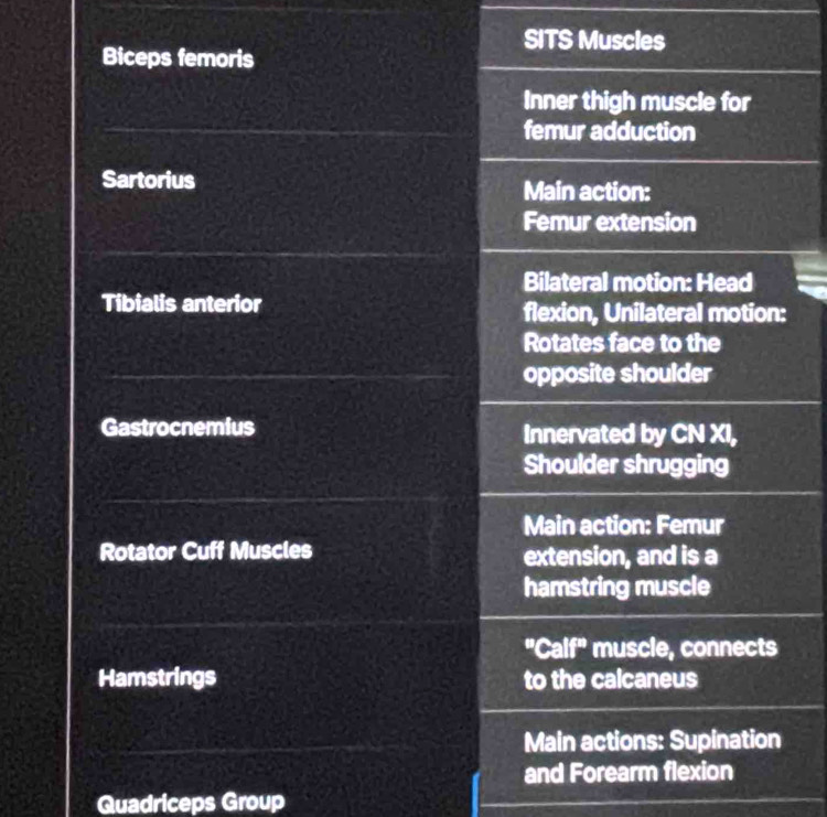 SITS Muscles 
Quadriceps Group