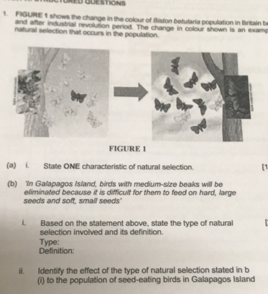 TÜRED QUESTIONS 
1. FIGURE 1 shows the change in the colour of Biston betularia population in Britain be 
and after industrial revolution period. The change in colour shown is an examp 
natural selection that occurs in the population. 
FIGURE 1 
(a) i. State ONE characteristic of natural selection. [1 
(b) ‘In Galapagos Island, birds with medium-size beaks will be 
eliminated because it is difficult for them to feed on hard, large 
seeds and soft, small seeds' 
i. Based on the statement above, state the type of natural 
selection involved and its definition. 
Type: 
Definition: 
ii. Identify the effect of the type of natural selection stated in b 
(i) to the population of seed-eating birds in Galapagos Island