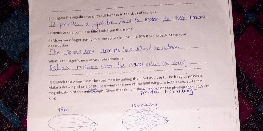 ii) Suggest the significance of the difference in the sizes of the legs 
(e)Remove one complete hind limb from the animal 
(i) Move your finger gently over the spines on the limb towards the back. State your 
_observation 
_ 
What is the significance of your observation? 
_ 
(f) Detach the wings from the specimen by pulling them out as close to the body as possible. 
Make a drawing of one of the fore wings and one of the hind wings. In both cases, state the 
magnification of the photograph. Given that the pin shown alongside the photographs is 1.5 cm
long