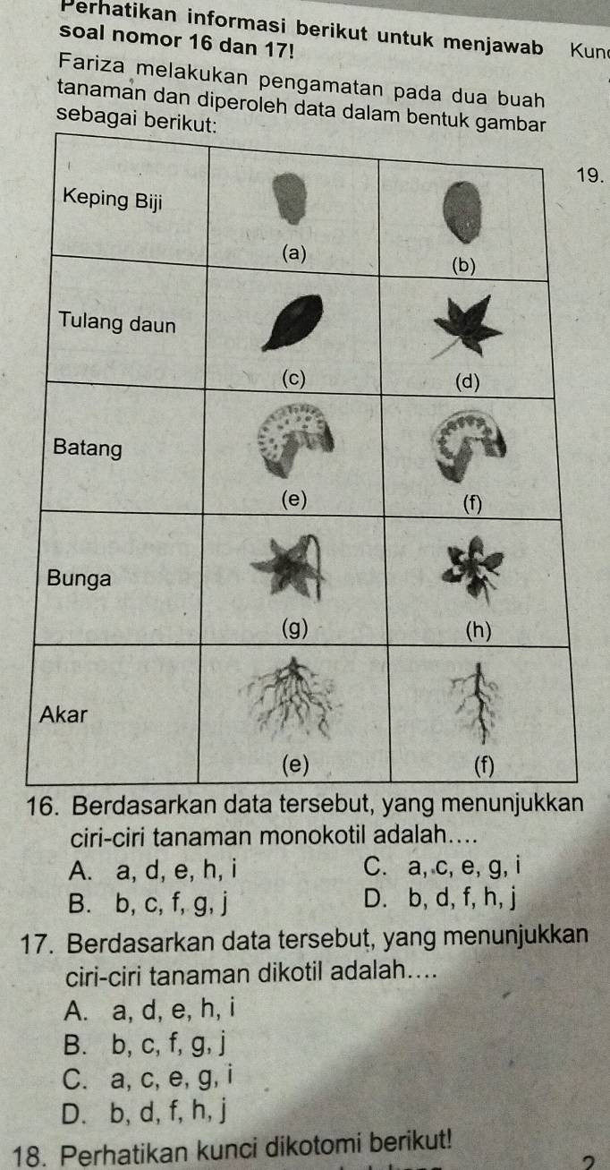 Perhatikan informasi berikut untuk menjawab Kun
soal nomor 16 dan 17!
Fariza melakukan pengamatan pada dua buah
tanaman dan diperoleh data dalam 
seba
19.
16. Berdasarkan datan
ciri-ciri tanaman monokotil adalah…...
A. a, d, e, h, i C. a, c, e, g, i
B. b, c, f, g, j D. b, d, f, h, j
17. Berdasarkan data tersebut, yang menunjukkan
ciri-ciri tanaman dikotil adalah....
A. a, d, e, h, i
B. b, c, f, g, j
C. a, c, e, g, i
D. b, d, f, h, j
18. Perhatikan kunci dikotomi berikut!