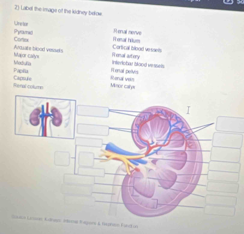 Label the image of the kidney below. 
Ureter Renal nerve 
Pyramid 
Renal hium 
Cortex Cortical blood vessels 
Arcuate blood vessels Renal artery 
Major calyx Interiobar blood vessels 
Medulla 
Papilla Renal pelvis 
Renal vein 
Capsule Minor calyx 
Renal column 
puice Lnsise Kidneys Interna Regions & Nephian Fundon