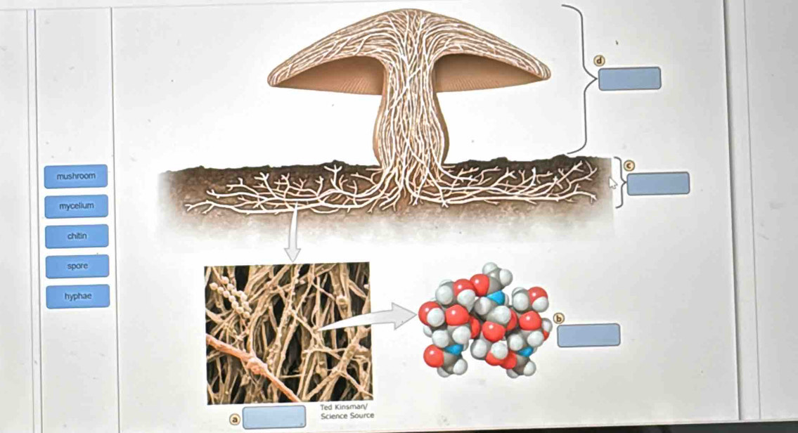 mushroom
mycelium
chitin
spore
hyphae
a Science Source