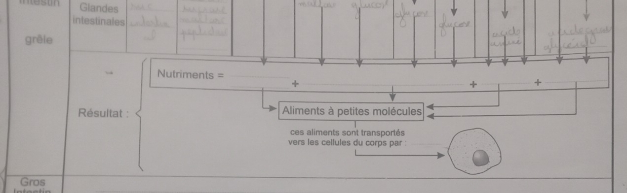 iestin Glandes 
intestinales 
grêle 
Nutriments = _+ 
_+ 
+ 
Résultat : Aliments à petites molécules 
ces aliments sont transportés 
vers les cellules du corps par : 
Gros