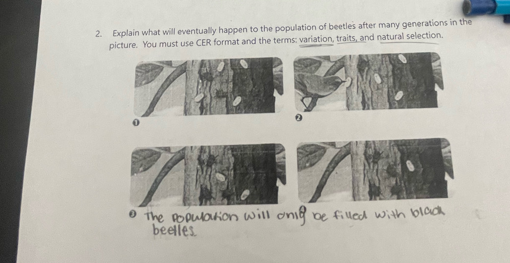 Explain what will eventually happen to the population of beetles after many generations in the 
picture. You must use CER format and the terms: variation, traits, and natural selection. 
2