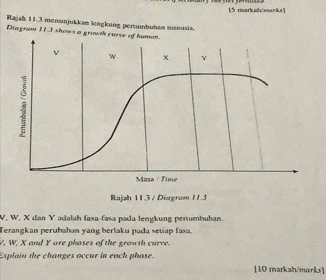 es ferns e 
[5 markah/marks] 
Rajah 11.3 menunjukkan lengkung pertumbuhan manusia. 
Diagram 11,3 shows a growth curve of human. 
Rajah 11.3 / Diagram 11.3
V. W. X dan Y adalah fasa-fasa pada lengkung pertumbuhan. 
Terangkan perubahan yang berlaku pada setiap fasu.
V, W, X and Y are phases of the growth curve. 
Explain the changes occur in each phase. 
[10 markah/marks]