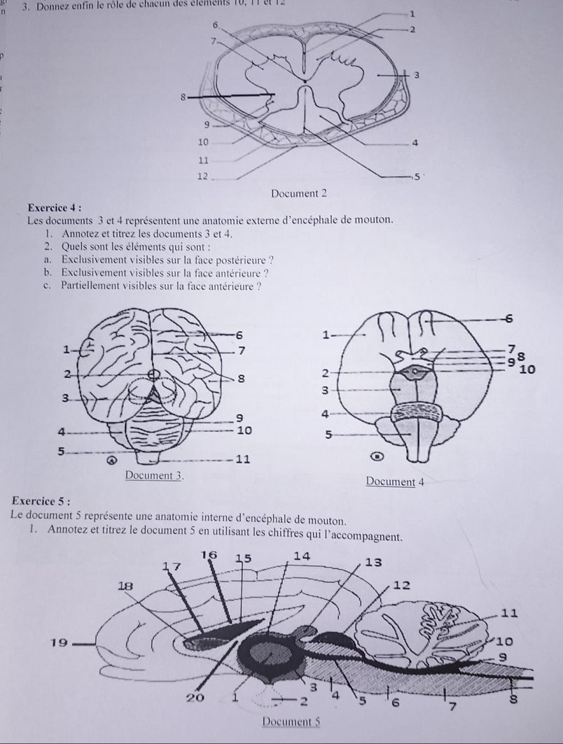 Donnez entin le rôle de chacun des éléments 10, 11 et 12
Exercice 4 : 
Les documents 3 et 4 représentent une anatomie externe d'encéphale de mouton. 
1. Annotez et titrez les documents 3 et 4. 
2. Quels sont les éléments qui sont : 
a. Exclusivement visibles sur la face postérieure ? 
b. Exclusivement visibles sur la face antérieure ? 
c. Partiellement visibles sur la face antérieure ? 


Exercice 5 : 
Le document 5 représente une anatomie interne d'encéphale de mouton. 
1. Annotez et titrez le document 5 en utilisant les chiffres qui l’accompagnent.