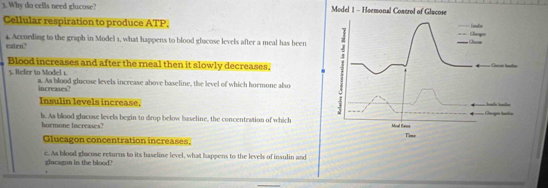 Why do cells need glucose?
Model 1 - Hormonal Control of Glucose
Cellular respiration to produce ATP.
Isalin
Clucagos
4. According to the graph in Model 1, what happens to blood glucose levels after a meal has been Cluzsm
eaten?
Blood increases and after the meal then it slowly decreases. Gazne hanlion
5. Refer to Model 1.
a. As blood glucose levels increase above baseline, the level of which hormone also
increases?
Insulin levels increase.
Inaa haelion
Glucgon batdae
b. As blood glucose levels begin to drop below baseline, the concentration of which
hormone Increases? Meal Eaten
Time
Glucagon concentration increases,
c. As blood glucose returns to its baseline level, what happens to the levels of insulin and
glucagon in the blood?