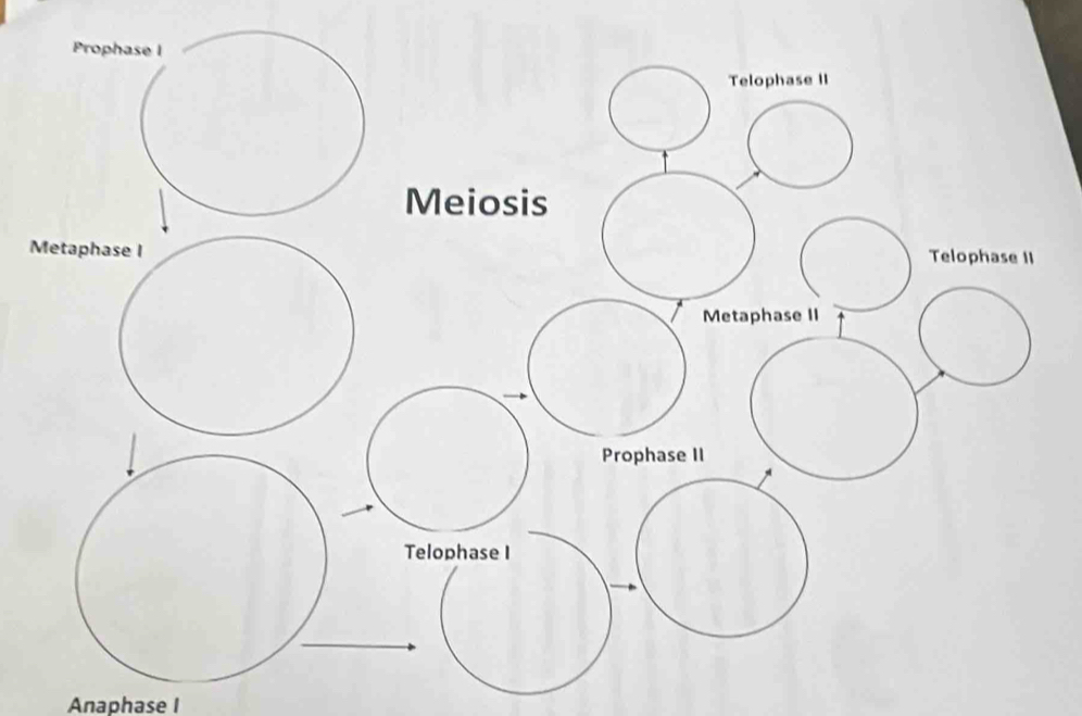 M
Anaphase I