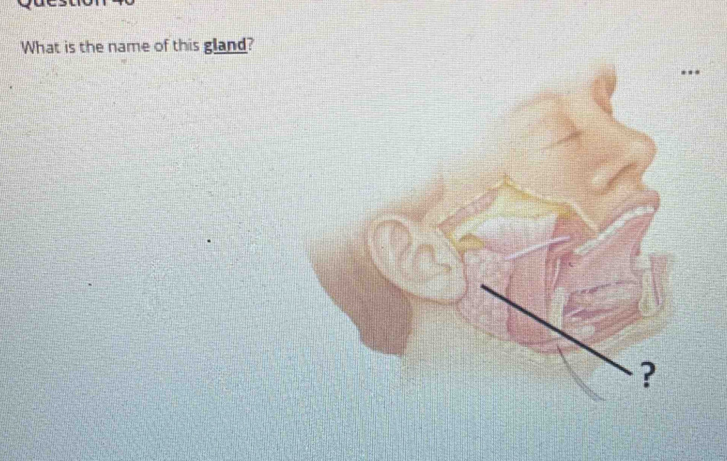 What is the name of this gland?