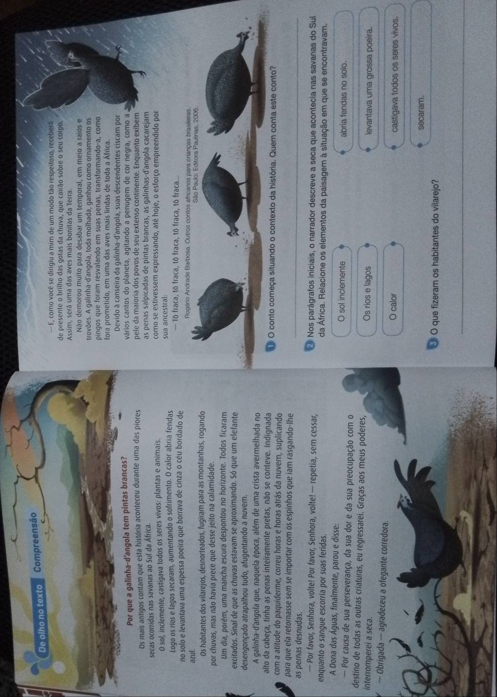 De olho no texto Compreensão
— E, como você se dirigiu a mim de um modo tão respeitoso, recebera
de presente o brilho das gotas da chuva, que cairão sobre o seu corpo.
Assim, será uma das aves mais bonitas da Terra.
Não demorou muito para desabar um temporal, em meio a raios e
trovões. A galinha-d'angola, toda molhada, ganhou como ornamento os
pingos que foram resvalando em suas penas, transformando-a, como
fora prometido, em uma das aves mais lindas de toda a África.
Devido à canseira da galinha-d'angola, suas descendentes ciscam por
Por que a galinha-d'angola tem pintas brancas? vários cantos do planeta, agitando a penugem de cor negra, como a
Os mais antigos contam que esta história aconteceu durante uma das piores pele da maioria dos povos de seu extenso continente. Enquanto exibem
secas ocorridas nas savanas ao Sul da África. as penas salpicadas de pintas brancas, as galinhas-d’angola cacarejam
0 sol, inclemente, castigava todos os seres vivos: plantas e animais.
como se estivessem expressando, até hoje, o esforço empreendido por
Logo os rios e lagos secaram, aumentando o sofrimento. O calor abria fendas sua ancestral: — Tô fraca, tô fraca, tô fraca, tô fraca, tô fraca...
no solo e levantava uma espessa poeira que borrava de cinza o céu bordado de Rogêrio Andrade Barbosa. Outros contos africanos para crianças brasileiras.
azul. 
Os habitantes dos vilarejos, desnorteados, fugiram para as montanhas, rogando
por chuvas, mas não havia prece que desse jeito na calamidade.
Um dia, porém, uma mancha escura despontou no horizonte. Todos ficaram
excitados. Sinal de que as chuvas estavam se aproximando. Só que um elefante
desengonçado atrapalhou tudo, afugentando a nuvem.
A galinha-d'angola que, naquela época, além de uma crista avermelhada no
alto da cabeça, tinha as penas inteiramente pretas, não se conteve. Indignada   O conto começa situando o contexto da história. Quem conta este conto?
com a atitude do paquiderme, correu horas e horas atrás da nuvem, suplicando
para que ela retornasse sem se importar com os espinhos que iam rasgando-lhe
as pernas desnudas.
_
— Por favor, Senhora, volte! Por favor, Senhora, volte! — repetia, sem cessar,  Nos parágrafos iniciais, o narrador descreve a seca que acontecia nas savanas do Sul
enquanto o sangue escorría por suas feridas. da África. Relacione os elementos da paisagem à situação em que se encontravam.
A Dona das Águas, finalmente, parou e disse:
O sol inclemente
- Por causa de sua perseverança, da sua dor e da sua preocupação com o abria fendas no solo.
destino de todas as outras criaturas, eu regressarei. Graças aos meus poderes, Os rios e lagos
interromperei a seca. levantava uma grossa poeira.
— Obrigada — agradeceu a ofegante corredora.
O calor castigava todos os seres vivos.
secaram.
§ O que fizeram os habitantes do vilarejo?