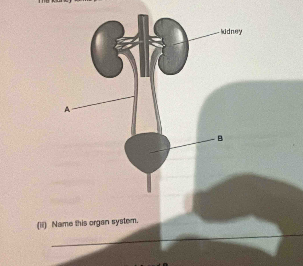 (ii) Name this organ system.