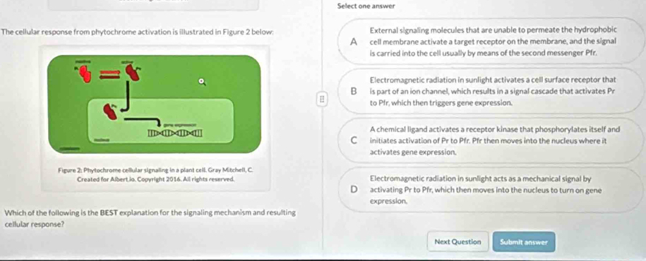 Select one answer
The cellular response from phytochrome activation is illustrated in Figure 2 below: External signaling molecules that are unable to permeate the hydrophobic
A cell membrane activate a target receptor on the membrane, and the signal
is carried into the cell usually by means of the second messenger Pfr.
overline v=overline v
Electromagnetic radiation in sunlight activates a cell surface receptor that
B is part of an ion channel, which results in a signal cascade that activates Pr
# to Pfr, which then triggers gene expression.
[[D>ID A chemical ligand activates a receptor kinase that phosphorylates itself and
C initiates activation of Pr to Pfr. Pfr then moves into the nucleus where it
activates gene expression.
Figure 2: Phytochrome cellular signaling in a plant cell. Gray Mitchell, C.
Created for Albert io. Copyright 2016. All rights reserved. Electromagnetic radiation in sunlight acts as a mechanical signal by
D activating Pr to Pfr, which then moves into the nucleus to turn on gene
expression.
Which of the following is the BEST explanation for the signaling mechanism and resulting
cellular response?
Next Question Submit answer