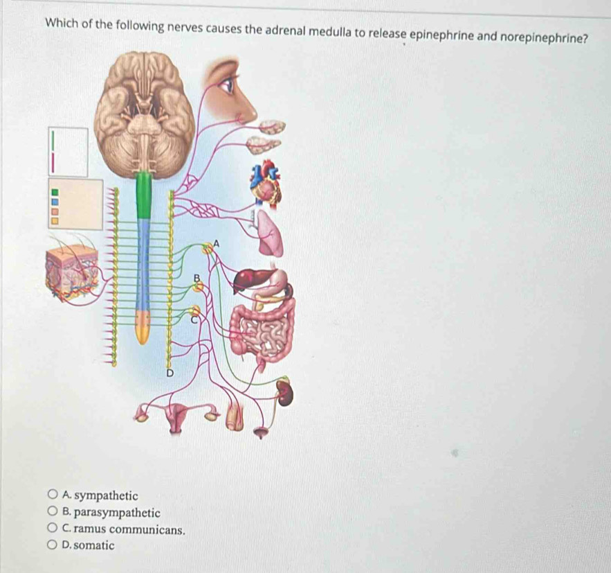 Which of the following nerves causes the adrenal medulla to release epinephrine and norepinephrine?
A. sympathetic
B. parasympathetic
C. ramus communicans.
D. somatic