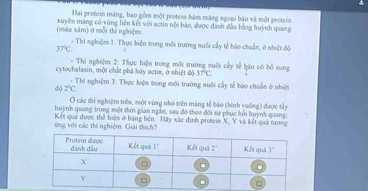 Hai protein màng, bao gồm một protein bám màng ngoại bào và một protein
xuyên mảng có vùng liên kết với actin nội bào, được dánh dấu bằng huỳnh quang
(màu xám) ở mỗi thí nghiệm:
- Thí nghiệm 1: Thực hiện trong môi trường nuôi cấy tế bào chuẩn, ở nhiệt độ
37°C.
- Thí nghiệm 2: Thực hiện trong môi trường nuôi cấy tế bào có bổ sung
cytochalasin, một chất phá hủy actin, ở nhiệt độ 37°C.
- Thí nghiệm 3: Thực hiện trong môi trường nuôi cấy tế bào chuẩn ở nhiệt
độ 2°C.
Ở các thí nghiệm trên, một vùng nhỏ trên mảng tế bảo (hình vuông) được tầy
huỳnh quang trong một thời gian ngắn, sau đó theo dõi sự phục hồi huỳnh quang:
Kết quả được thể hiện ở bảng bên. Hãy xác định protein X, Y và kết quả tương
ứng với các thí nghiệm. Giải thích?