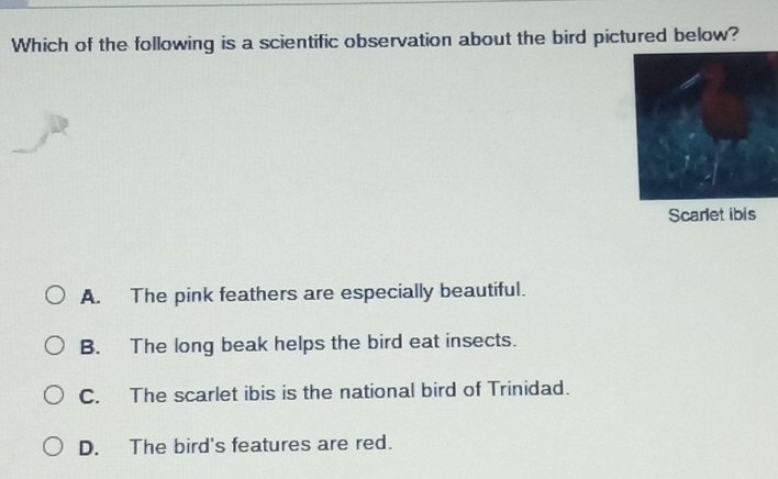 Which of the following is a scientific observation about the bird pictured below?
Scare
A. The pink feathers are especially beautiful.
B. The long beak helps the bird eat insects.
C. The scarlet ibis is the national bird of Trinidad.
D. The bird's features are red.