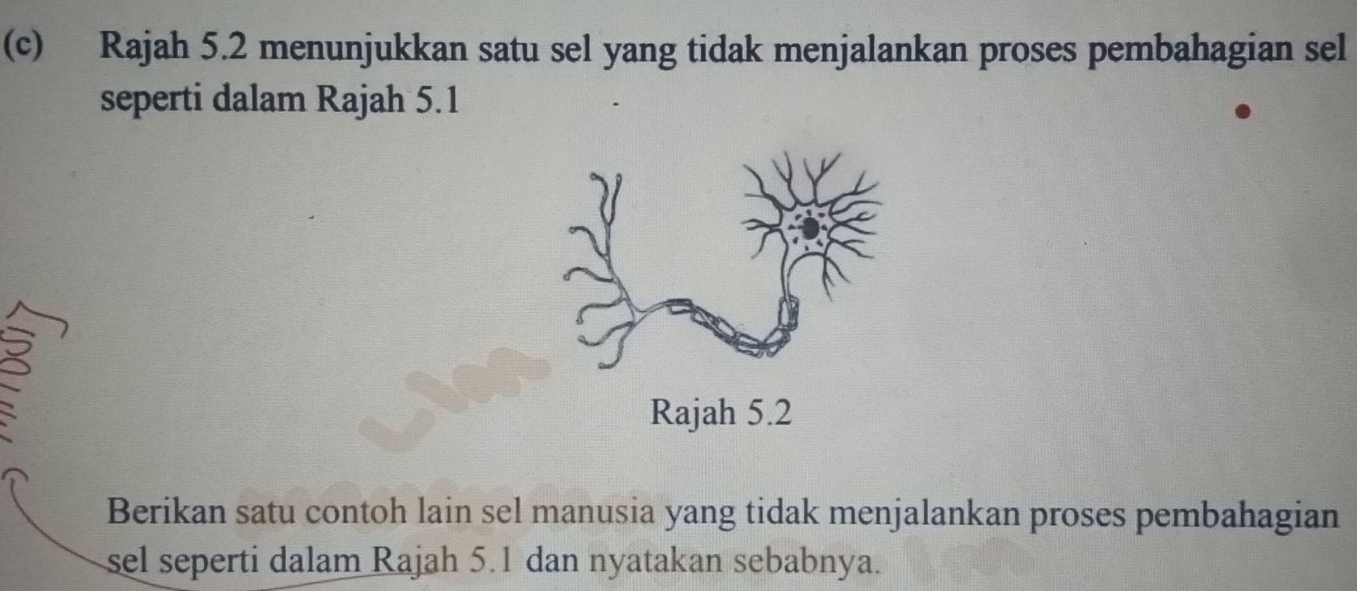 Rajah 5.2 menunjukkan satu sel yang tidak menjalankan proses pembahagian sel 
seperti dalam Rajah 5.1 
、 
Berikan satu contoh lain sel manusia yang tidak menjalankan proses pembahagian 
sel seperti dalam Rajah 5.1 dan nyatakan sebabnya.