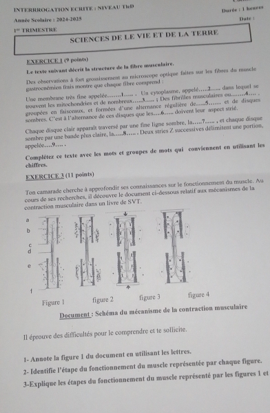 NTERRROGATION ECRITE : NIVéAU TRD
Durée : 1 heures
Année Scolaire : 2024-2025
Date :
1^(n+) TRIMESTRE
SCIENCES DE LE VIE ET DE LA TERRE
EXERCICE 1 (9 points)
Le texte suivant décrit la structure de la fibre musculaire.
Des observations à fort grossissement au microscope optique faites sur les fibres du muscle
gastrocnémien frais montre que chaque fibre comprend :
Une membrane très fine appelée.......1..... , Un cysoplasme, appelé.....2..... dans lequel se
trosvent les mitochondries et de nombreux..3__.. ; Des fibrilles musculaires ou......4--. .
groupées en faisceaux, et formées d'une alternance régulière de.....5....., et de disques
sombres. C'est à l'alternance de ces disques que les..6.... doivent leur aspect strié.
Chaque disque clair apparaît traversé par une fine ligne sombre, la.....7..... , et chaque disque
sombre par une bande plus claire, la.....8..... . Deux stries Z successives délimitent une portion.
appelée...9.... .
Complétez ce texte avec les mots et groupes de mots qui conviennent en utilisant les
chiffres.
EXERCICE 3 (11 points)
Ton camarade cherche à approfondir ses connaissances sur le fonctionnement du muscle. Au
cours de ses recherches, il découvre le document ci-dessous relatif aux mécanismes de la
contraction musculaire dans un livre de SVT.
b
C
d
e
f
Figure l figure 2 figure 3 figure 4
Document : Schéma du mécanisme de la contraction museulaire
Il éprouve des difficultés pour le comprendre et te sollicite.
1- Annote la figure 1 du document en utilisant les lettres.
2- Identifie l'étape du fonctionnement du muscle représentée par chaque figure.
3-Explique les étapes du fonctionnement du muscle représenté par les figures 1 et