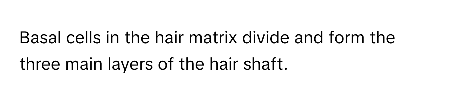 Basal cells in the hair matrix divide and form the three main layers of the hair shaft.