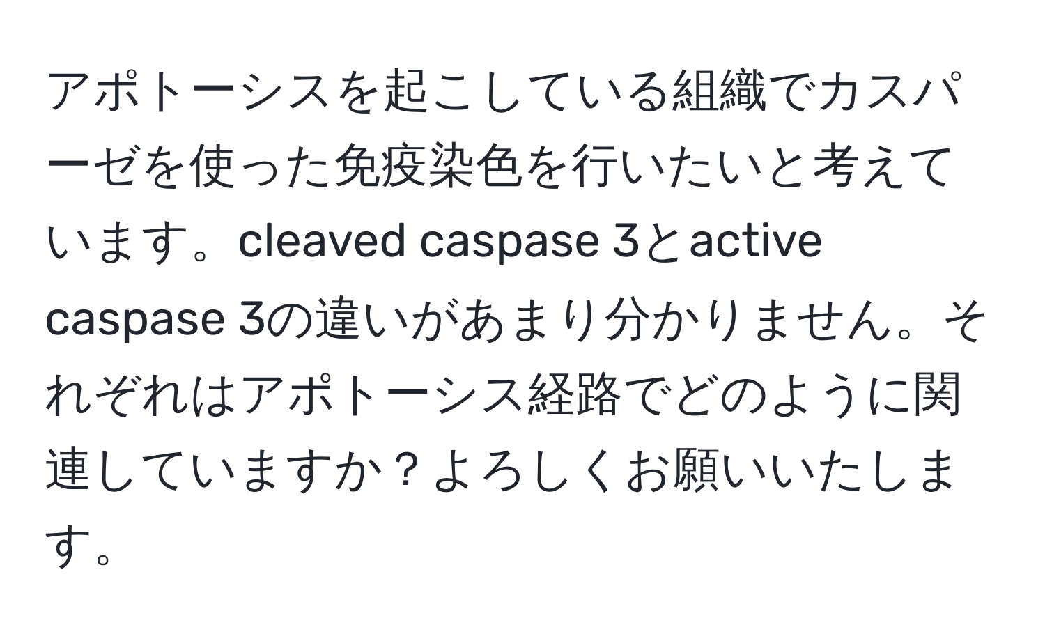 アポトーシスを起こしている組織でカスパーゼを使った免疫染色を行いたいと考えています。cleaved caspase 3とactive caspase 3の違いがあまり分かりません。それぞれはアポトーシス経路でどのように関連していますか？よろしくお願いいたします。