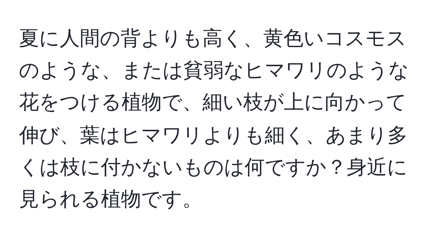 夏に人間の背よりも高く、黄色いコスモスのような、または貧弱なヒマワリのような花をつける植物で、細い枝が上に向かって伸び、葉はヒマワリよりも細く、あまり多くは枝に付かないものは何ですか？身近に見られる植物です。