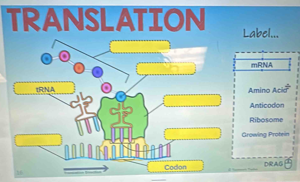 TRANSLATION
Label...
mRNA
tRNA Amino Acia
Anticodon
Ribosome
Growing Proteîn
Codon
DRAG a
16