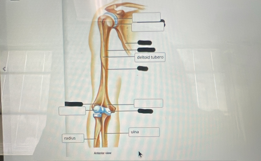 Anterior view