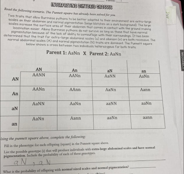 rennn_ 
INTERPRETING DIHYBRID CROSSES 
Read the following scenario. The Punnett square has already been solved for you. 
Two traits that allow Burmese pythons to be better adapted to their environment are extra-lorge 
scales on their abdomen and normal pigmentation (beige blotches on a dark background). The large 
scales increase the surface area of their abdomen that comes in contact with the ground making 
locomotion easier. Albino Burmese pythons do not survive as long as those that have normal 
pigmentation because of the lack of ability to camouflage with their surroundings. It has been 
determined that the trait for extra-large abdominal scales (a) and albinism (n) are both recessive. The 
normal abdominal scales (A) and normal pigmentation (N) traits are dominant. The Punnett square 
below shows a cross between two individuals heterazygous for both traits. 
Using the punnett square above, complete the following: 
Fill in the phenotype for each offspring (square) in the Punnett square above. 
List the possible genotype (s) that will produce individuals with extra-large abdominal scales and have normal 
_ 
pigmentation. Include the probability of each of these genotypes. 
What is the probability of offspring with normal sized scales and normal pigmentation?_