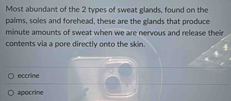 Most abundant of the 2 types of sweat glands, found on the
palms, soles and forehead, these are the glands that produce
minute amounts of sweat when we are nervous and release their
contents via a pore directly onto the skin.
eccrine
apocrine