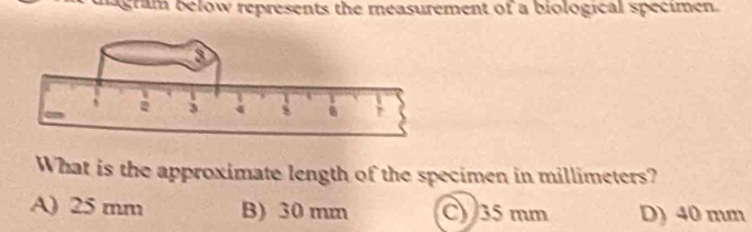 nagram below represents the measurement of a biological specimen.
What is the approximate length of the specimen in millimeters?
A) 25 mm B) 30 mm C) 35 mm D) 40 mm