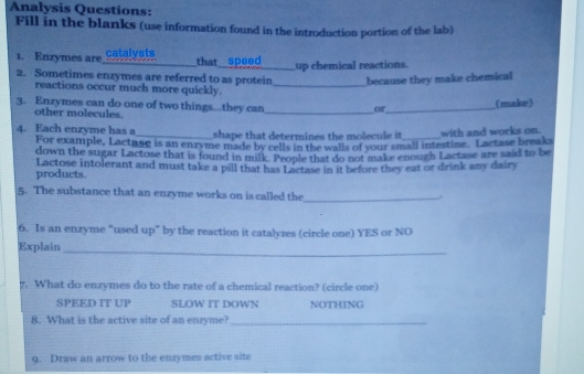 Analysis Questions:
Fill in the blanks (use information found in the introduction portion of the lab)
1. Enzymes are catalysts that speed
2. Sometimes enzymes are referred to as protein _up chemical reactions.
because they make chemical
reactions occur much more quickly.
(make)
3. Enzymes can do one of two things...they can _Or_
other molecules.
4. Each enzyme has a_ shape that determines the molecule it_ with and works on.
For example, Lactuse is an enzyme made by cells in the walls of your small intestine. Lactase break
down the sugar Lactose that is found in milk. People that do not make enough Lactase are said to be
products. Lactose intolerant and must take a pill that has Lactase in it before they eat or drink any dairy
5. The substance that an enzyme works on is called the_
6. Is an enzyme "used up" by the reaction it catalyzes (circle one) YES or NO
_
Explain
7. What do enzymes do to the rate of a chemical reaction? (circle one)
SPEED IT UP SLOW IT DOWN NOTHING
8. What is the active site of an enzyme?_
9. Draw an arrow to the enzymes active site