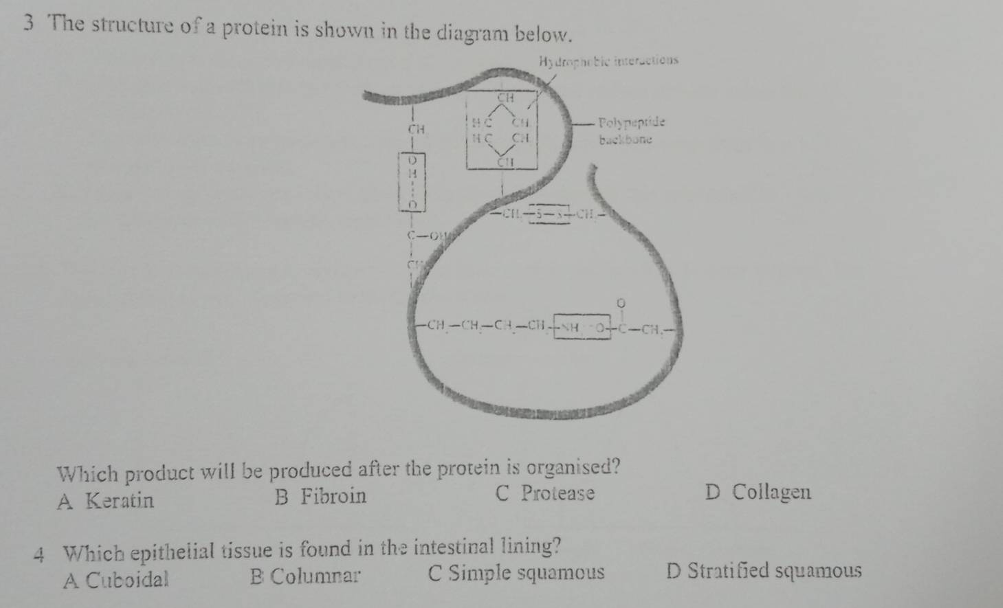 The structure of a protein is shown in the diagram below.
Which product will be produced after the protein is organised?
C Protease
A Keratin B Fibroin D Collagen
4 Which epithelial tissue is found in the intestinal lining?
A Cuboidal B Columnar C Simple squamous D Stratified squamous