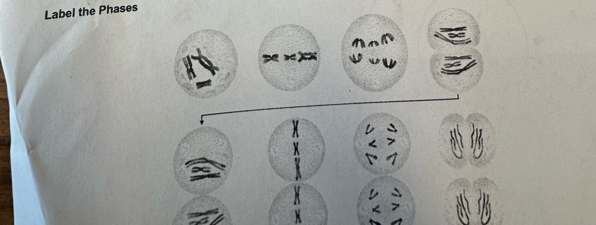 Label the Phases 
XX