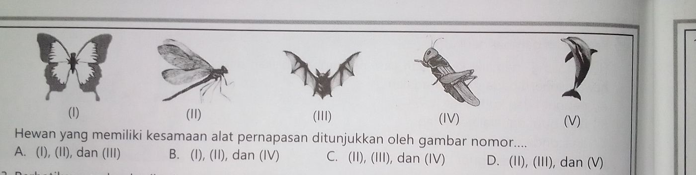 (1) (11) (11I) (IV)
(V)
Hewan yang memiliki kesamaan alat pernapasan ditunjukkan oleh gambar nomor....
A. (I), (II), dan (III) B. (I), (II), dan (IV) C. (II), (III), dan (IV) D. (II), (III), dan (V)