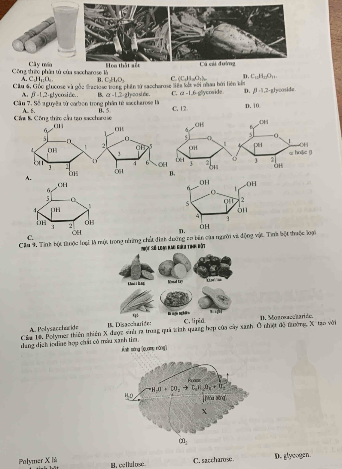 Cây mía Hoa thốt nốt
Công thức phân tử của saccharose là
A. C_6H_12O_6. B. C_2H_4O_2
C. (C_6H_10O_5)_n.
D. C_12H_22O_11.
Câu 6. Gốc glucose và gốc fructose trong phân tử saccharose liên kết với nhau bởi liên kết
A. beta -1,2- glycoside.. B. alpha -1,2 -glycoside. C. alpha -1,6-g1 lycoside. D. beta -1,2-g lycoside.
Câu 7. Số nguyên tử carbon trong phân tử saccharose là D. 10.
A. 6. B. 5. C. 12.
Câu 8. Công thức cấu tạo saccharose

D.
C.
Câu 9. Tinh bột thuộc loại là một trong những chất dinh dưỡng cơ bản của người và động vật. Tinh bột thuộc loại
Một số loại rau giàu tinh bột
A. Polysaccharide B. Disaccharide: C. lipid.D. Monosaccharide.
Câu 10. Polymer thiên nhiên X được sinh ra trong quá trình quang hợp của cây xanh. Ở nhiệt độ thường, X tạo với
dung dịch iodine hợp chất có màu xanh tím.
Ánh sáng [quang nǎng]
Polymer X là C. saccharose. D. glycogen.
B. cellulose.