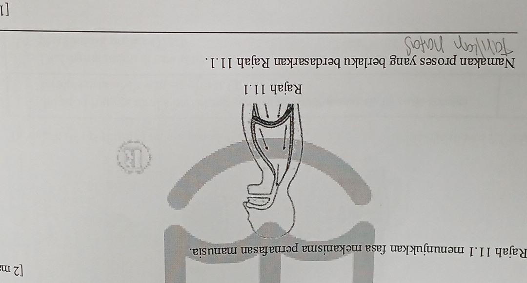 [2 m 
Rajah 11.1 menunjukkan fasa mekanisma pernafasan manusia. 
E 
Rajah 11.1 
Namakan proses yang berlaku berdasarkan Rajah 11.1. 
_ 
_ 
_ 
_