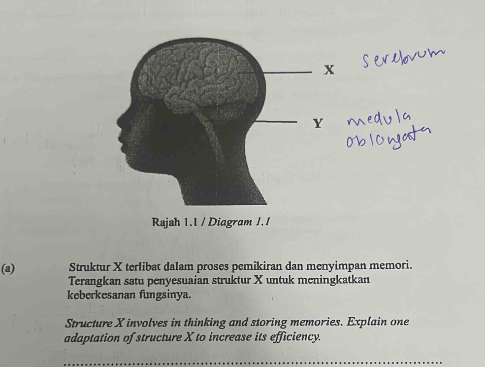 Struktur X terlibat dalam proses pemikiran dan menyimpan memori. 
Terangkan satu penyesuaian struktur X untuk meningkatkan 
keberkesanan fungsinya. 
Structure X involves in thinking and storing memories. Explain one 
adaptation of structure X to increase its efficiency.