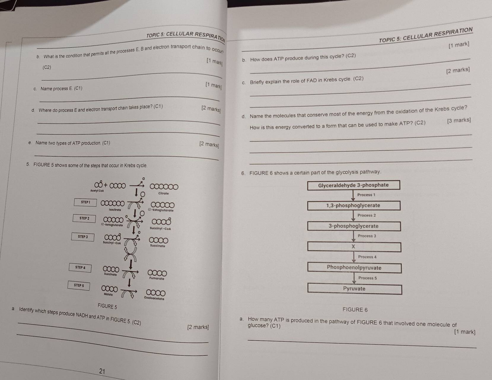TOPIC 5: CELLULAR RESPIRATI
TOPIC 5: CELLULAR RESPIRATION
[1 mark]
b. What is the condition that permits all the processes E, B and electron transport chain to occun
[1 mark
b. How does ATP produce during this cycle? (C2)
_
(C2)
[2 marks]
c. Briefly explain the role of FAD in Krebs cycle. (C2)
c. Name process E. (C1)
[1 mark]
_
__
d Where do process E and electron transport chain takes place? (C1)
[2 marks]
_
d. Name the molecules that conserve most of the energy from the oxidation of the Krebs cycle?
_
How is this energy converted to a form that can be used to make ATP? (C2) [3 marks]
e. Name two types of ATP production. (C1)
_
[2 marks]
_
_
5. FIGURE 5 shows some of the steps that occur in Krebs cycle
_
6. FIGURE 6 shows a certain part of the glycolysis pathway.
∞∞∞ Glyceraldehyde 3 -phosphate
Process 1
STEP I ∞∞∞
1,3-phosphoglycerate
Process 2
STEP 2 ooo3
3-phosphoglycerate
STEP 3 Process 3
0000
X
Process 4
STEP 4 ∞
Phosphoenolpyruvate
Process 5
STEP 5 Pyruvate
FIGURE 5
FIGURE 6
a Identify which steps produce NADH and ATP in FIGURE 5. (C2)
_a. How many ATP is produced in the pathway of FIGURE 6 that involved one molecule of
_
[2 marks]
glucose? (C1)
[1 mark]
_
21