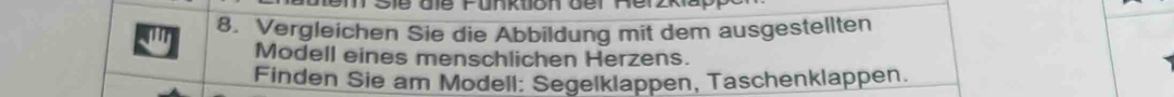 ' 8. Vergleichen Sie die Abbildung mit dem ausgestellten 
Modell eines menschlichen Herzens. 
Finden Sie am Modell: Segelklappen, Taschenklappen.