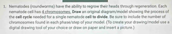 Nematodes (roundworms) have the ability to regrow their heads through regeneration. Each 
nematode cell has 4 chromosomes. Draw an original diagram/model showing the process of 
the cell cycle needed for a single nematode cell to divide. Be sure to include the number of 
chromosomes found in each phase/step of your model. (To create your drawing/model use a 
digital drawing tool of your choice or draw on paper and insert a picture.)