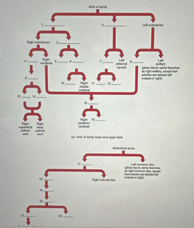 Arch of aorta