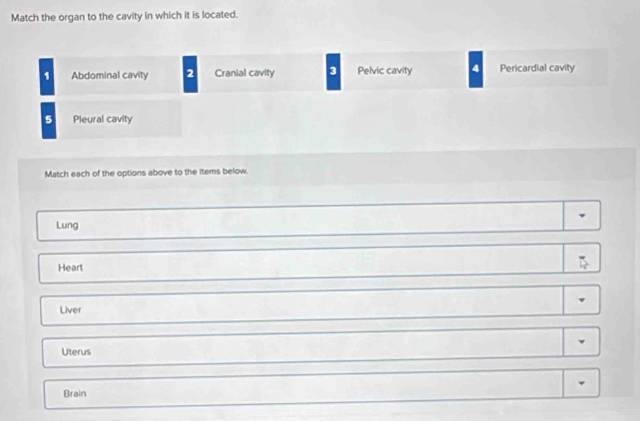 Match the organ to the cavity in which it is located.
1 Abdominal cavity 2 Cranial cavity 3 Pelvic cavity 4 Pericardial cavity
5 Pleural cavity
Match each of the options above to the Items below.
Lung
Heart
Liver
Uterus
Brain
