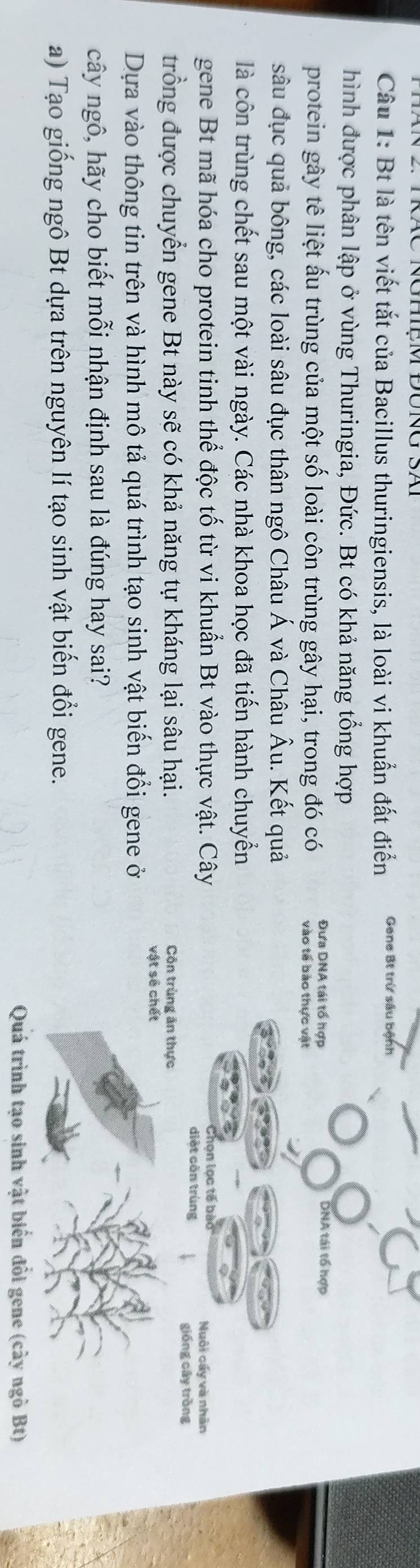 Bt là tên viết tắt của Bacillus thuringiensis, là loài vi khuẩn đất điển Gene Bt trừ sâu bệnh 
hình được phân lập ở vùng Thuringia, Đức. Bt có khả năng tổng hợp 
Đưa DNA tái tổ hợp DNA tái tổ hợp 
protein gây tê liệt ấu trùng của một số loài côn trùng gây hại, trong đó có vào tế bào thực vật 
sâu đục quả bông, các loài sâu đục thân ngô Châu Á và Châu Âu. Kết quả 
là côn trùng chết sau một vài ngày. Các nhà khoa học đã tiến hành chuyển 
Chon lọc tế bào 
gene Bt mã hóa cho protein tinh thể độc tố từ vi khuẩn Bt vào thực vật. Cây diệt còn trùng Nuôi cấy và nhân 
gióng cây tròng 
trồng được chuyển gene Bt này sẽ có khả năng tự kháng lại sâu hại. Côn trùng ăn thực 
vật sẽ chết 
Dựa vào thông tin trên và hình mô tả quá trình tạo sinh vật biến đổi gene ở 
cây ngô, hãy cho biết mỗi nhận định sau là đúng hay sai? 
a) Tạo giống ngô Bt dựa trên nguyên lí tạo sinh vật biến đổi gene. 
Quá trình tạo sinh vật biển đổi gene (cây ngô Bt)