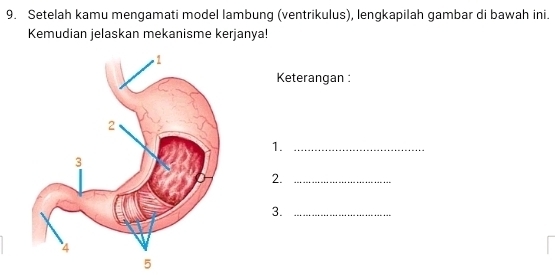 Setelah kamu mengamati model lambung (ventrikulus), lengkapilah gambar di bawah ini. 
Kemudian jelaskan mekanisme kerjanya! 
Keterangan : 
1._ 
2._ 
3._ 
5