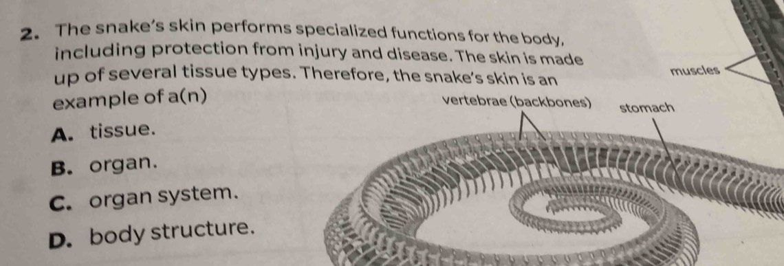 The snake’s skin performs specialized functions for the body,
including protection from injury and disease. The skin is made
up of several tissue types. Therefore, the snake’s skin is an
muscles
example of a(n)
vertebrae (backbones) stomach
A. tissue.
B. organ.
C. organ system.
D. body structure.