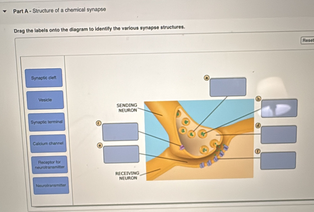 Solved: Structure of a chemical synapse Drag the labels onto the ...